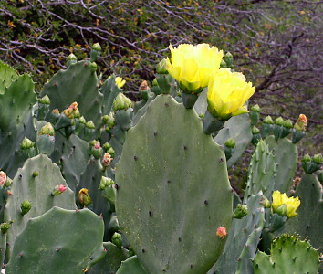 [At the top edge of a thin flat slab of cactus are two conical sections of green. A yellow flower sits atop each cone. The flowers are very full with many petals similar in structure to a carnation flower. Among the other slabs of this cactus are varying stages of conical offshoots from which either flowers are visible or are at the early stages of growth.]